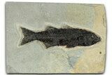 Uncommon Fossil Fish (Mioplosus) - Wyoming #327824-1
